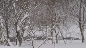 雪積もりませんでした