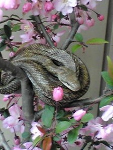 今年も会えるかな。