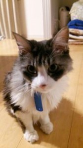 猫ひろし？