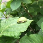 癒し