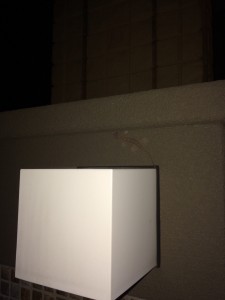 ヤモリ。