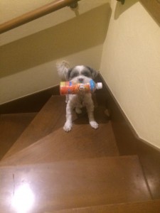 犬もマイペットの時代？