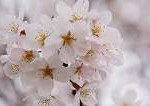 桜の名所