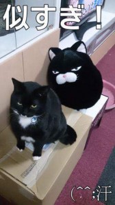 双子？かも（笑）