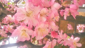我が家の庭にも春♪　　桜に似てる♪