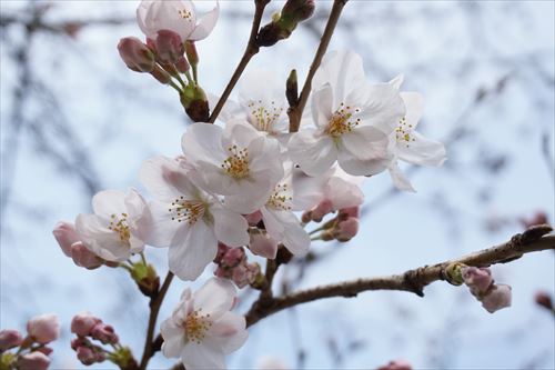 お散歩