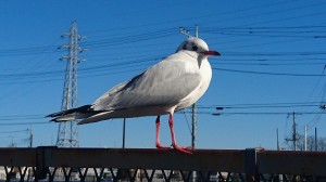 今年はブログ大賞を狙うぞ！