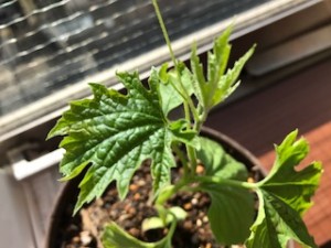 野菜の苗
