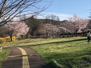 マルチ始めました