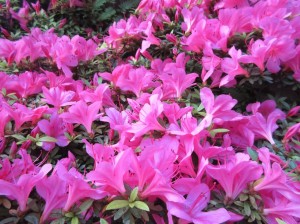 ツツジの花