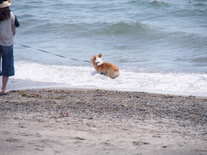 海なし県民の海への憧れ