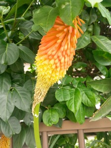 植物観察
