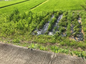 収穫直前期