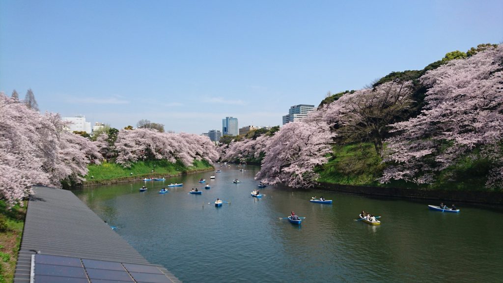 桜の開花