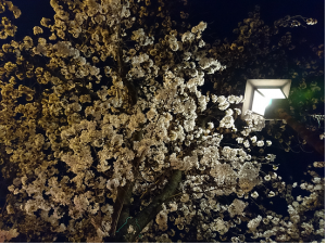 満開の「桜」