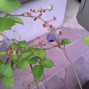 収穫と落下