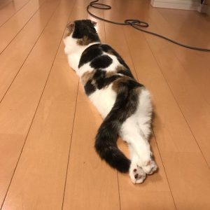決意！