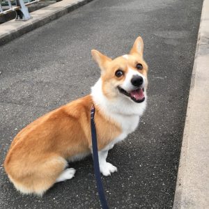 癒しの存在