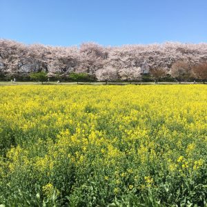 いまさらお花見