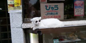 本物です！