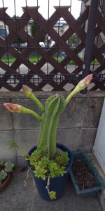 サボテンの花