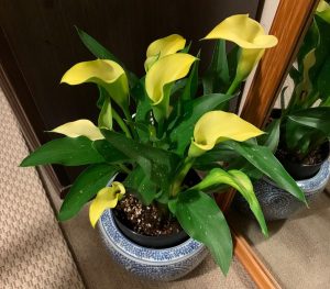 黄色いカラーの花