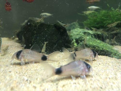 仲良し