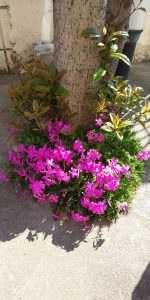 お花見