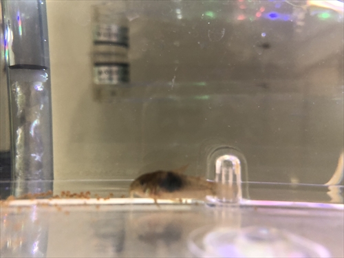 コリドラスが大きくなりました