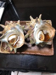 サザエ