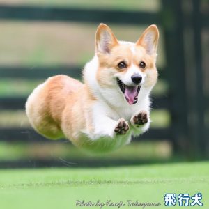 飛行犬