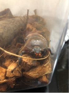 カブトムシ