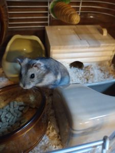 新しい家族