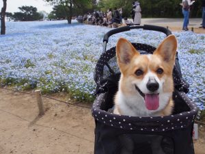 ひたち海浜公園