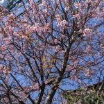 春の足音