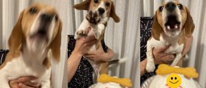 animal therapy