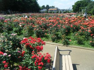 与野公園　10万本のバラ満開