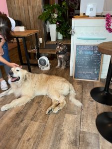 ALOHA DOG　ハワイアンカフェに行ってきました。