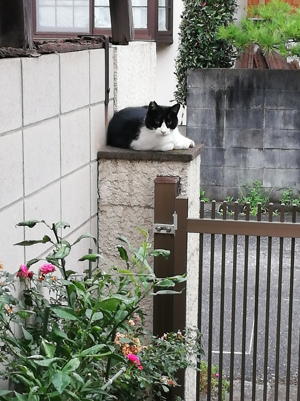 近所の放飼い猫