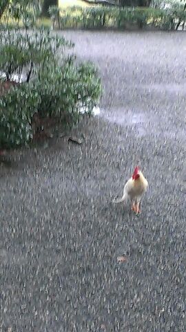 編集長と白いｱｲﾂ