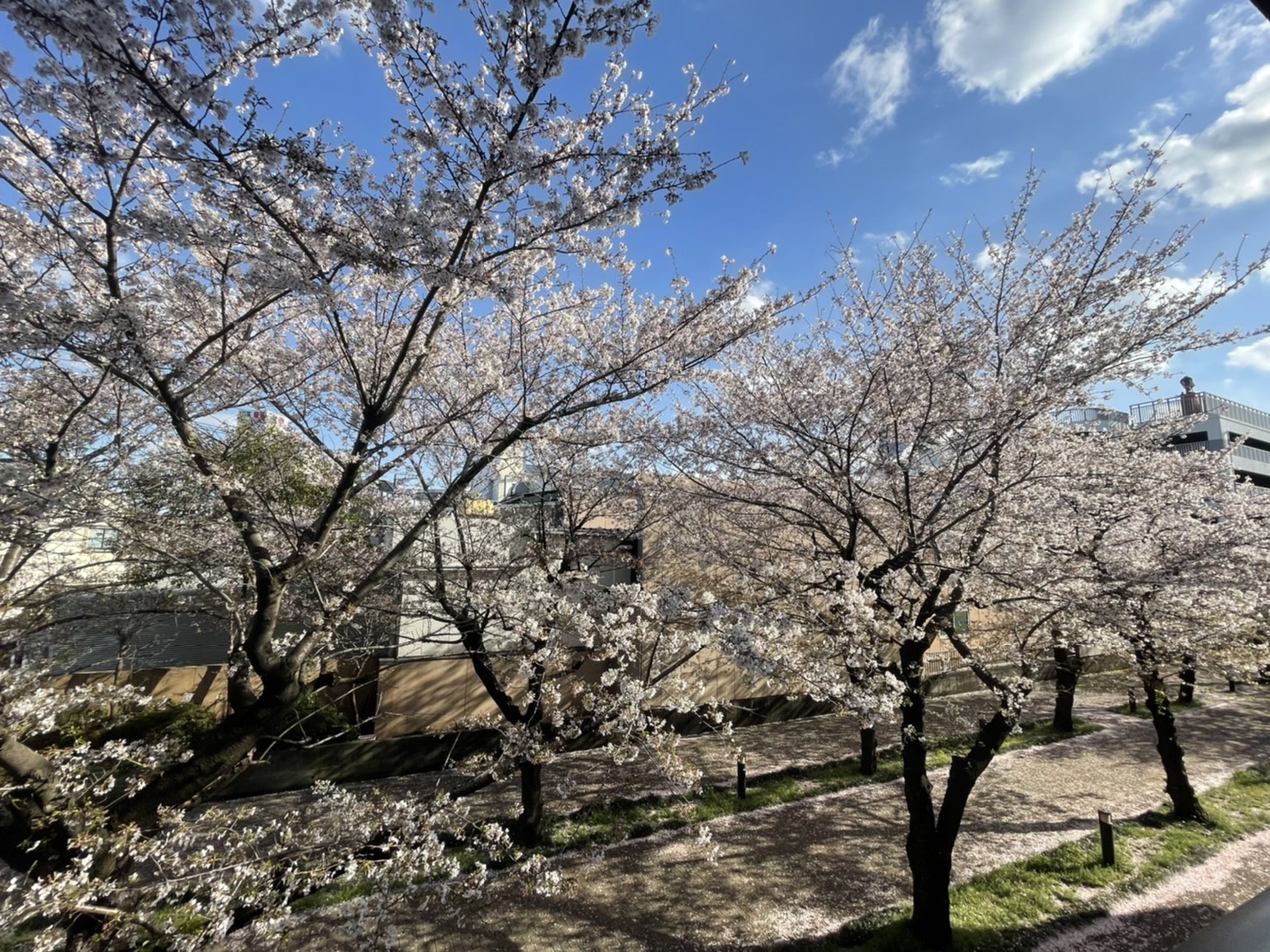 桜