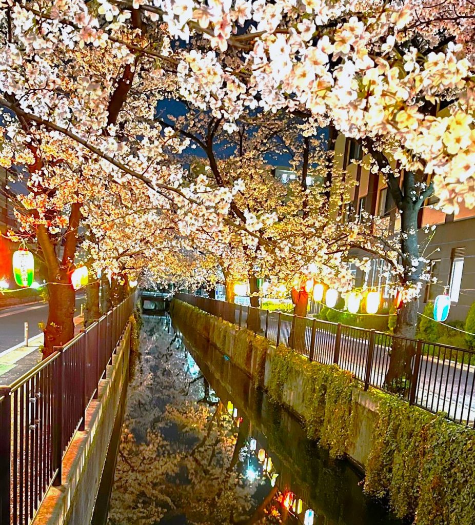 今年の「桜」。