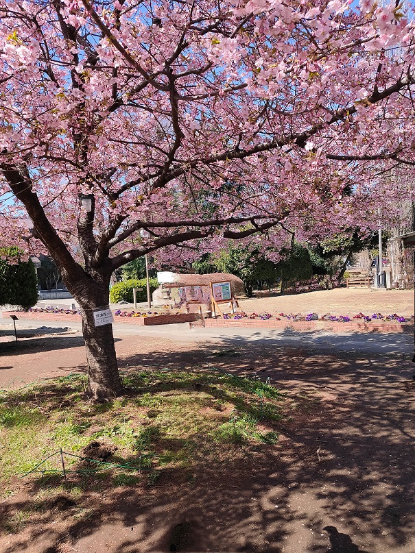 河津桜