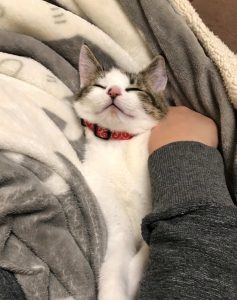 春眠暁を覚えず