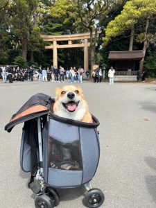 今年のお花見