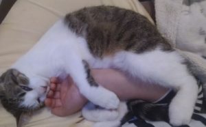 とにかく眠いのです