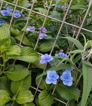 紫陽花