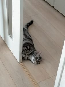 猫とエアコン