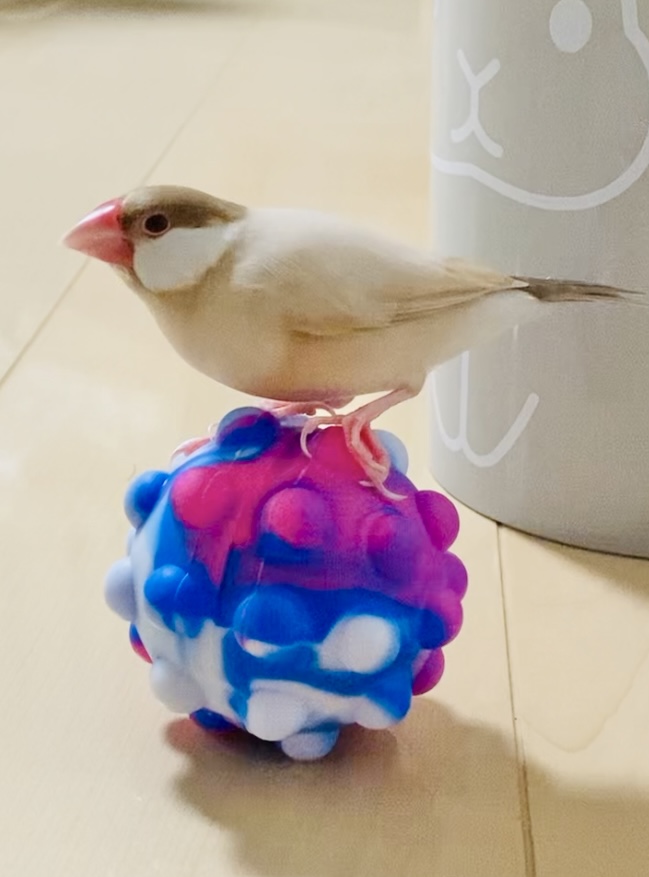我が家のファミリー