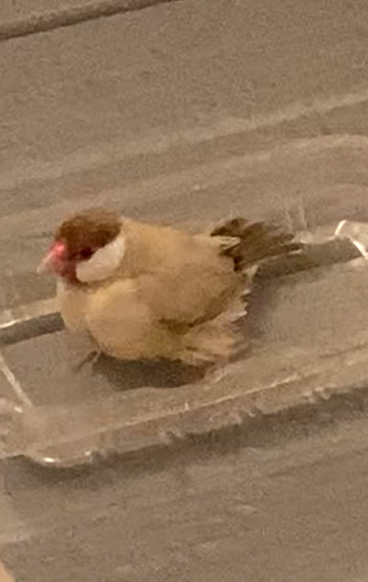 最近の癒し